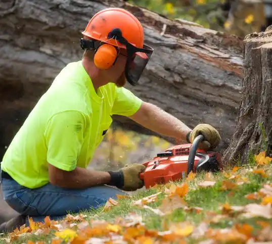 tree services North Kensington